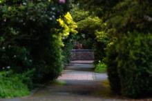 Bushes and trees cover a walkway outside Mary Gates Hall
