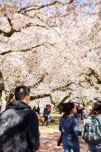 Students walking under the cherry blossoms